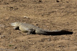 Nilkrokodil beim Shingwedzi-Fluss