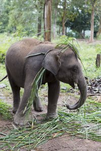 Auch Babyelefanten treiben Unfug