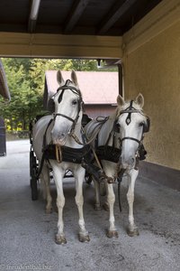 Lipizzaner bei den Stallungen des Landguts Brdo.