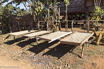 Stellage zum Trocknen von Kaffee in Laos