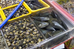 Große und kleine Muscheln auf dem Jagalchi Fishmarket in Busan