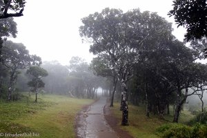 Nebel im Black River Gorges Nationalpark