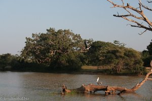 Buntstorch im Flug über den See