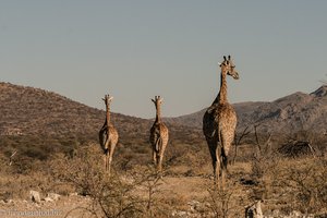 drei der vielen Giraffen auf dem Gelände der Epako Lodge