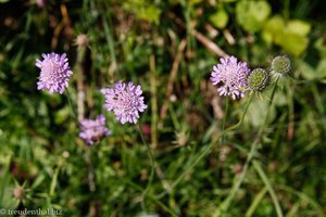 Glanz-Skabiose (Scabiosa lucida)