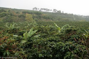 Kaffeeplantage nahe des Poas