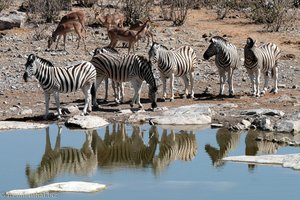 Burchell-Zebras beim Moringa Wasserloch des Camp Halali