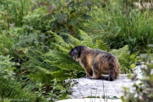 Murmeltier (Marmota marmota)