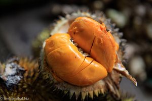 Durian, die stinkende Königin unter den Früchten