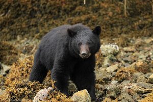 Schwarzbär auf Vancouver Island | Reisebericht Kanada