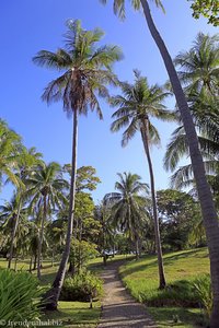 Palmen im Ban Raya Resort