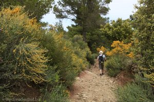 von Ginster gesäumter Wanderweg am Coll des Pi