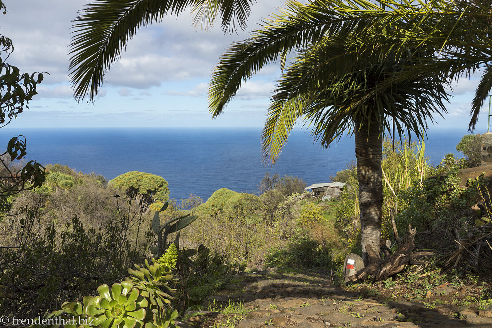 Palme und schroffes Vulkangestein vor einem tiefblauen Meer auf der Insel La Palma 