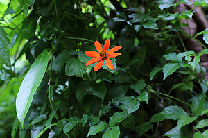 Eine der wenigen Blüten in der Trockenzeit