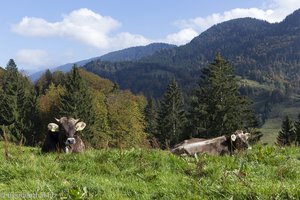 Kühe bei der Sennalpe Bärenschwand