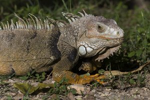 Ein Leguan im Parque Centenario in Cartagena - Kolumbien