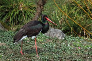 Schwarzstorch im Zürcher Zoo