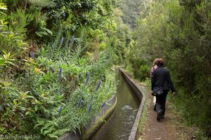 Wanderung Levada Fajã do Rodrigues