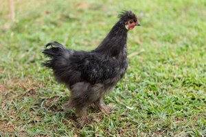 Wuschelhuhn beim Bauernhof im Tal von Viñales