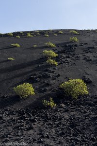 Grüne Sträucher der Kanaren-Ampfer an der Vulkanflanke