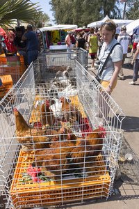 Arme Tiere auf dem Markt von Saint-Pierre
