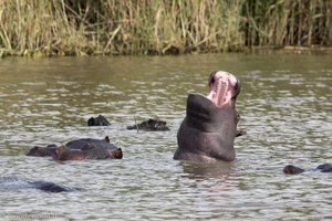 Ausflug Hippos and Crocodiles bei Saint Lucia