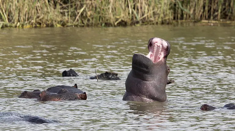 Ausflug Hippos and Crocodiles bei Saint Lucia