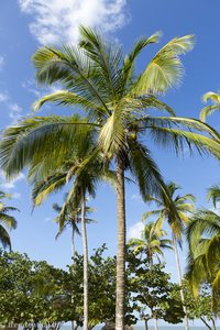 Strand von Palomino