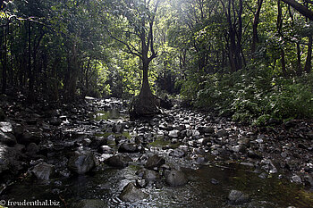 Black River Gorges National Park