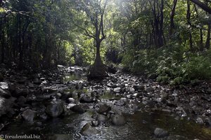 Black River Gorges National Park