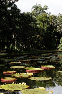 Wasserlilienteich auf Mauritius