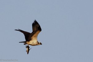 Adler mit Fisch