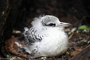 Weißschwanz-Tropikvogel, Junges