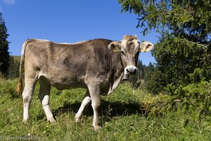 Allgäuer Kuh auf dem Weg zum Siplinger Kopf