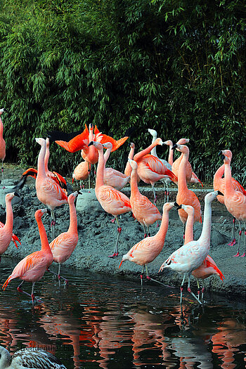 Flamingos