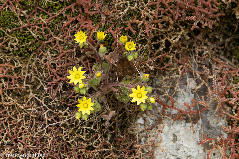 Blümchen am Rand der Fajã do Rodrigues Blümchen am Rand der Fajã do Rodrigues