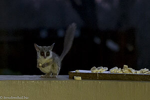 Bushbaby auf Futtersuche