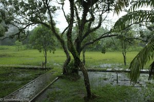 Blick von der Veranda in den Monsun