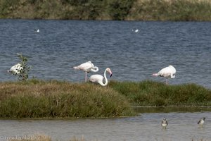 Flamingos bei der Lagune Khawr Ad Dahariz