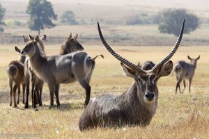 Wasserbock in Swasiland