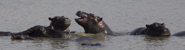 Hippos in Südafrika