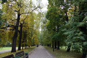 Lindenallee in Kolomenskoje