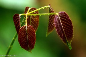 junges Blatt im Biologischen Reservat Monteverde