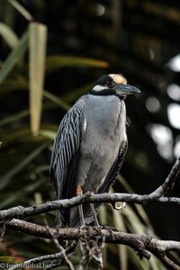 Nachtreiher (Nycticorax nycticorax)