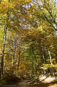 Der herbstliche Wald auf dem Rosenstein