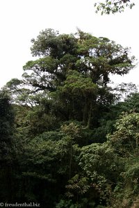 Wald im Selvatura Reservat