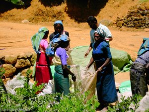 Teepflückerinnen an Sammelstelle der Plantagen