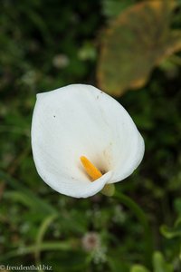 Calla bei Lombada da Ponta do Sol