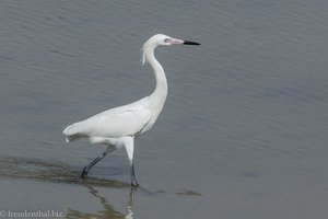 Reiher in den Zapata-Sümpfen