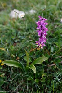 Männliches Knabenkraut (Orchis mascula)